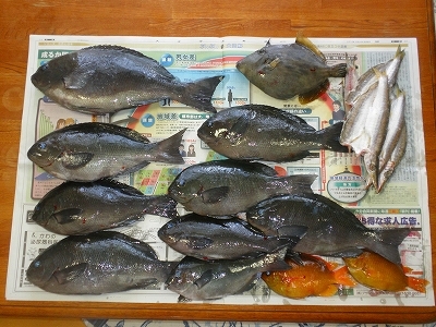 28.6.15 009.jpg