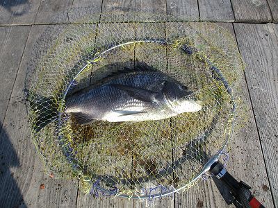 IMG_0947.jpg